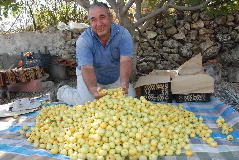 silifkede kalp dostu alicin tanesi 2 liradan satiliyor 3 avBRtmQB Silifke’de kalp dostu Alıç’ın tanesi 2 liradan satılıyor