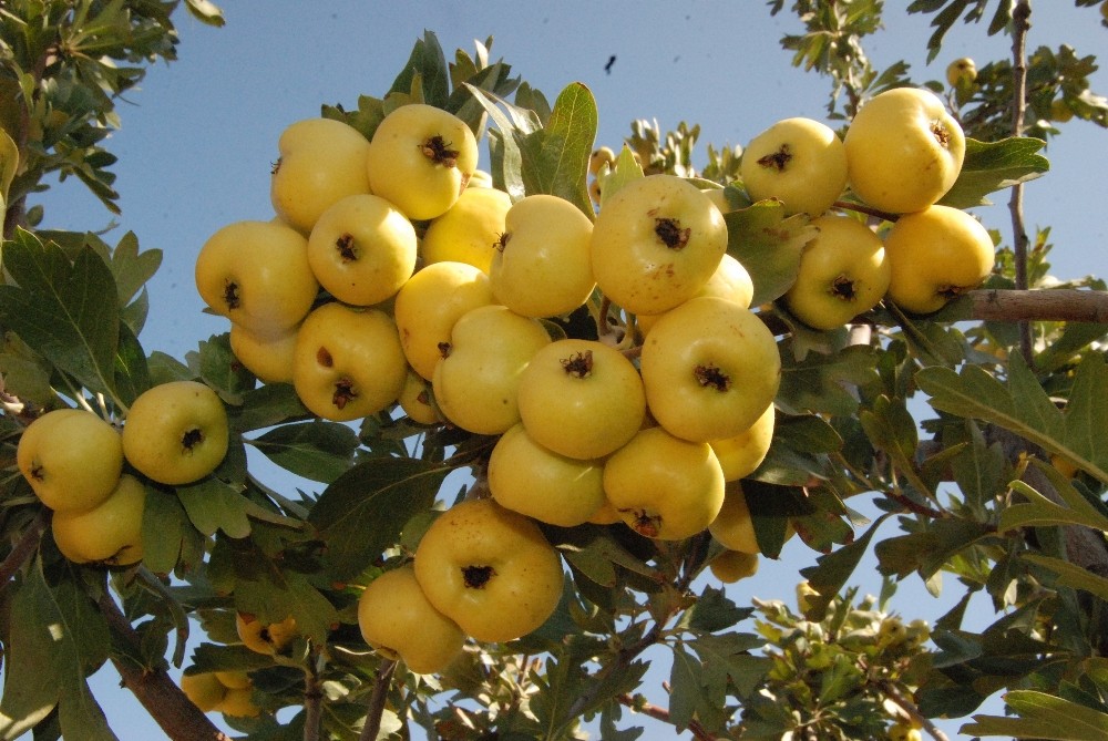 silifkede kalp dostu alicin tanesi 2 liradan satiliyor 4 PafkWk4f Silifke’de kalp dostu Alıç’ın tanesi 2 liradan satılıyor