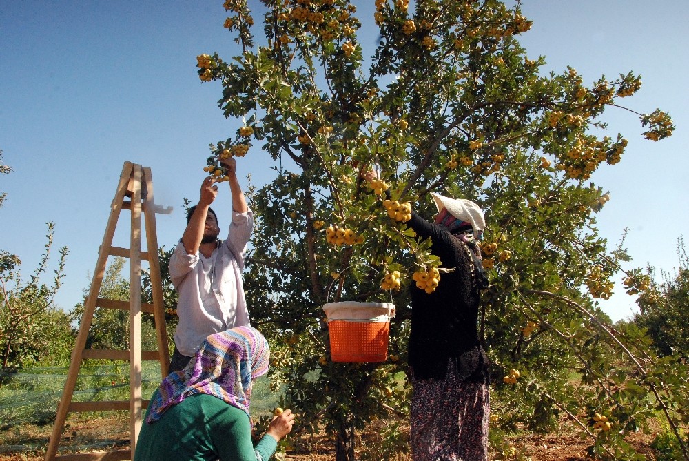 silifkede kalp dostu alicin tanesi 2 liradan satiliyor 5 ILl42OEM Silifke’de kalp dostu Alıç’ın tanesi 2 liradan satılıyor