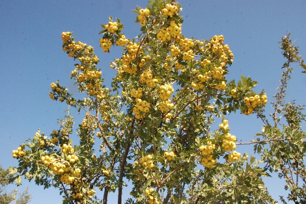 silifkede kalp dostu alicin tanesi 2 liradan satiliyor 6 pnpuWKkL Silifke’de kalp dostu Alıç’ın tanesi 2 liradan satılıyor