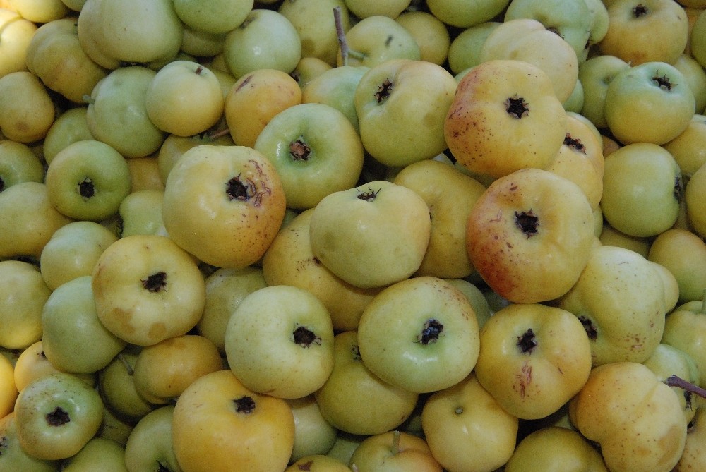 silifkede kalp dostu alicin tanesi 2 liradan satiliyor 8 eaE4e2SW Silifke’de kalp dostu Alıç’ın tanesi 2 liradan satılıyor