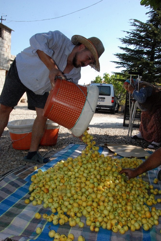 silifkede kalp dostu alicin tanesi 2 liradan satiliyor 9 nc5YSZED Silifke’de kalp dostu Alıç’ın tanesi 2 liradan satılıyor