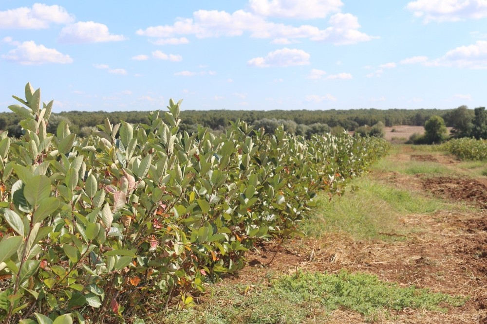 super meyve aronia yayginlasiyor 1 4vwwHuAF Süper meyve Aronia yaygınlaşıyor