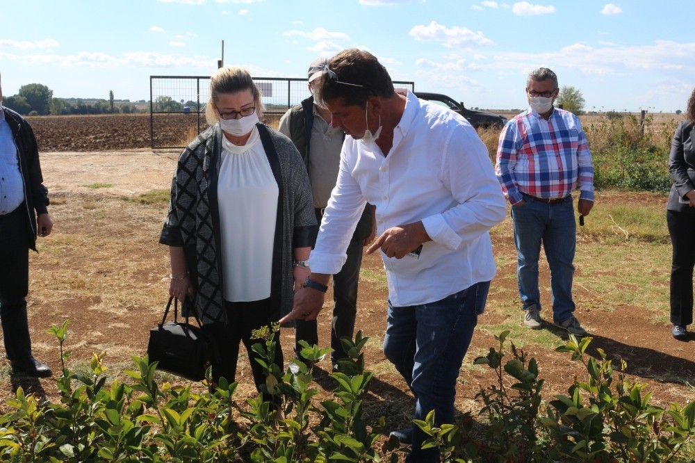 super meyve aronia yayginlasiyor 3 7IgPTl52 Süper meyve Aronia yaygınlaşıyor