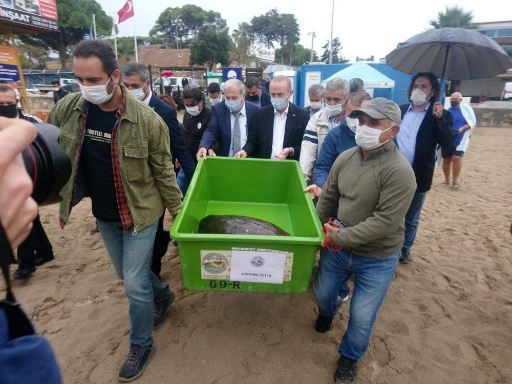 tedavisi yapilan caretta caretta didim altinkumda denize birakildi 2 X62ifBjz Tedavisi yapılan caretta caretta Didim Altınkum’da denize bırakıldı