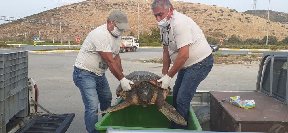tedavisi yapilan caretta caretta didim altinkumda denize birakildi 4 fWUTOBUq Tedavisi yapılan caretta caretta Didim Altınkum’da denize bırakıldı