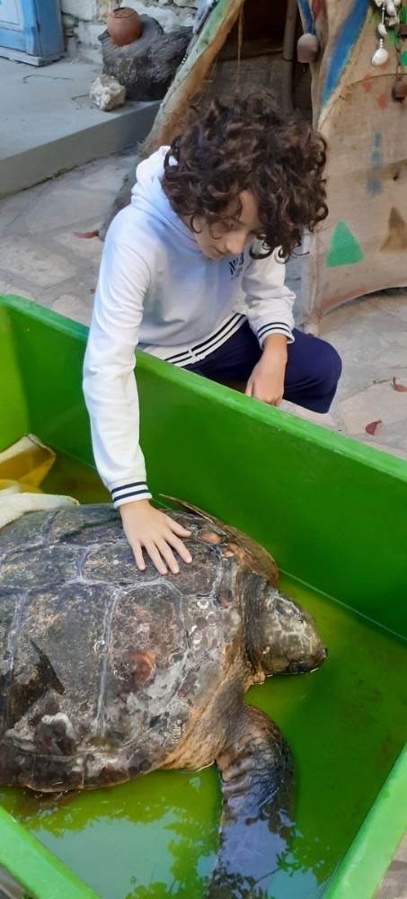 tedavisi yapilan caretta caretta didim altinkumda denize birakildi 6 8sglKDXJ Tedavisi yapılan caretta caretta Didim Altınkum’da denize bırakıldı