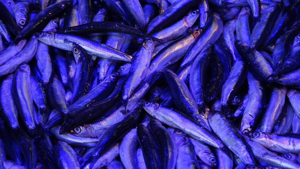 trabzonda hamsi tezg htaki yerini aldi 2 rTebMVY8 Trabzon’da hamsi tezgâhtaki yerini aldı