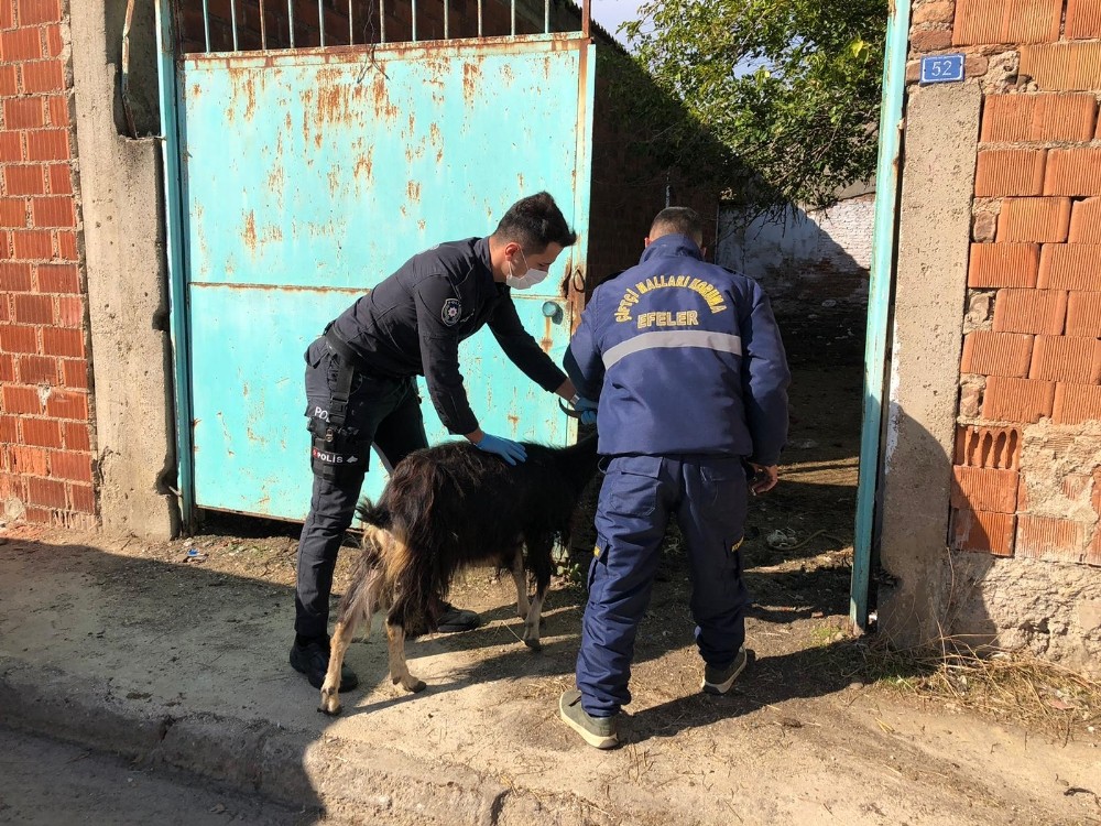 aydin polisi bu defa magdur keci icin seferber oldu 1 5KREUkTV Aydın Polisi bu defa mağdur keçi için seferber oldu