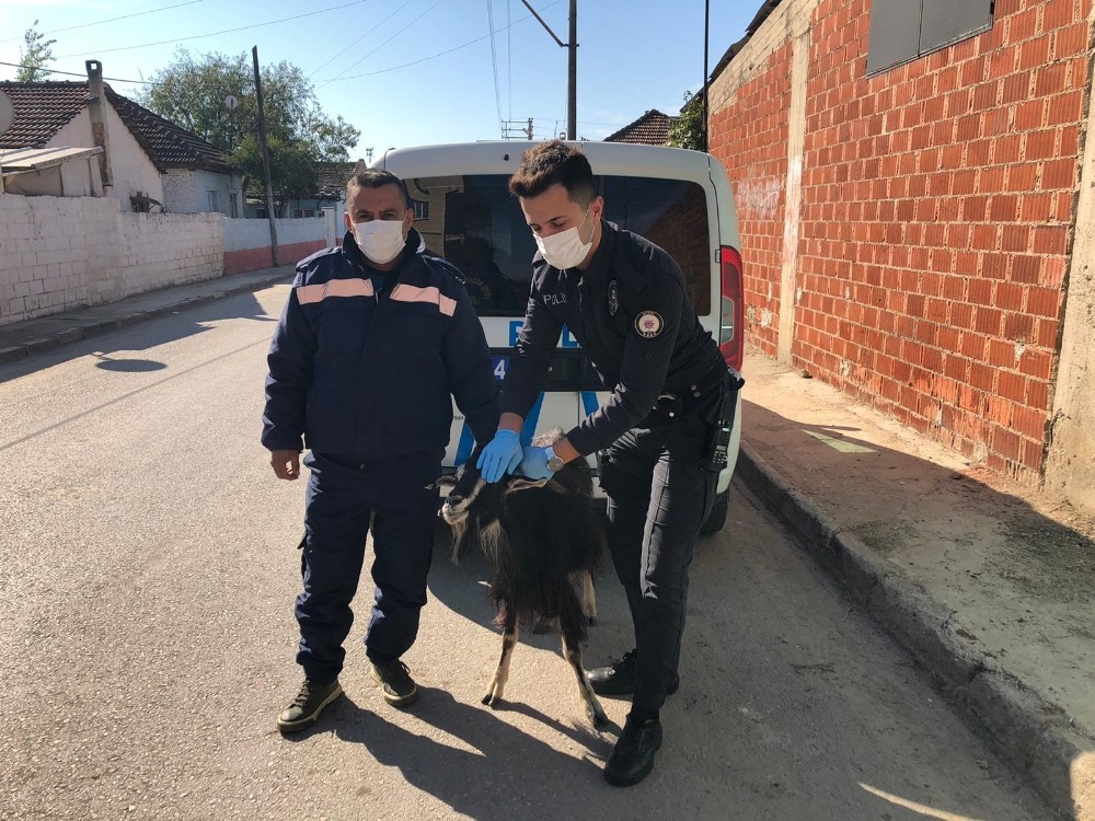aydin polisi bu defa magdur keci icin seferber oldu 2 K7PQ3td9 Aydın Polisi bu defa mağdur keçi için seferber oldu