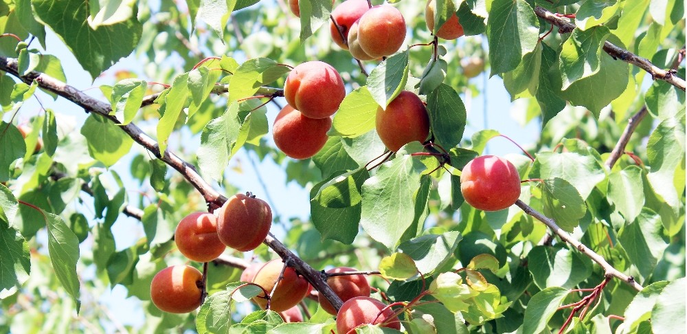 aydinda 21 bin 776 adet kayisi fidani dagitilacak 1 TOrLB1Su Aydın’da 21 bin 776 adet kayısı fidanı dağıtılacak