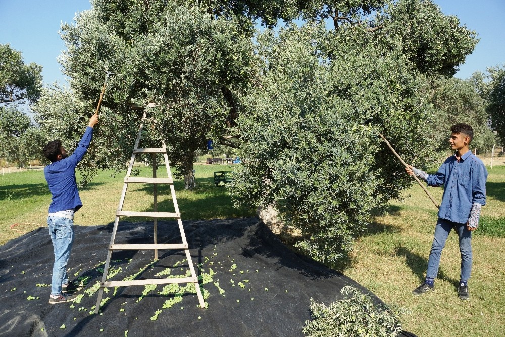 aydinda memecik turu zeytinlerde hasat sezonu basladi 1 4sKpiWtH Aydın’da memecik türü zeytinlerde hasat sezonu başladı