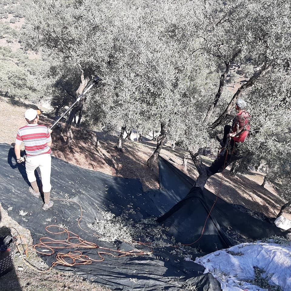 aydinda memecik turu zeytinlerde hasat sezonu basladi 2 kJWhutz9 Aydın’da memecik türü zeytinlerde hasat sezonu başladı