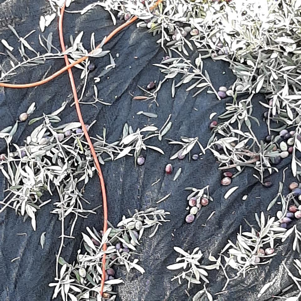 aydinda memecik turu zeytinlerde hasat sezonu basladi 3 gDeISGzc Aydın’da memecik türü zeytinlerde hasat sezonu başladı