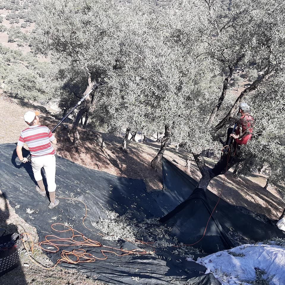 aydinda memecik turu zeytinlerde hasat sezonu basladi 4 QtsHepQU Aydın’da memecik türü zeytinlerde hasat sezonu başladı