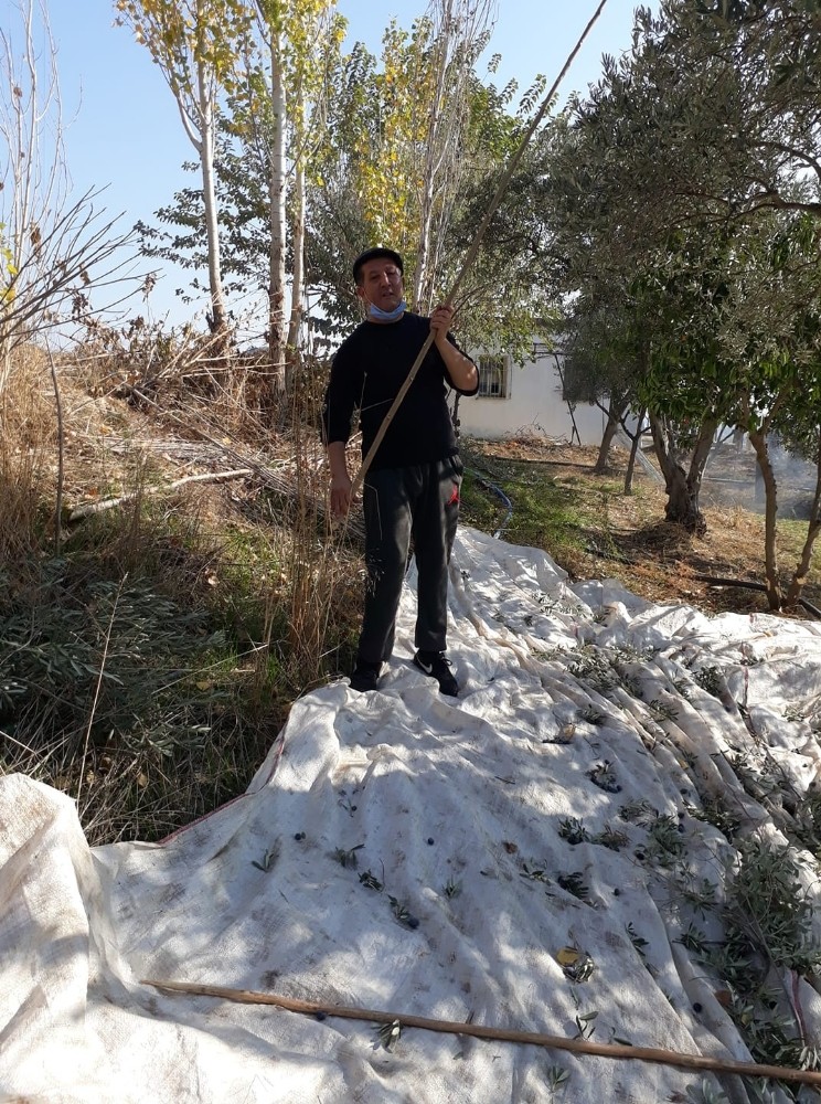 aydinda zeytin siriklari teknolojiye karsi direniyor 2 ywhEbZ8i Aydın’da ’zeytin sırıkları’ teknolojiye karşı direniyor