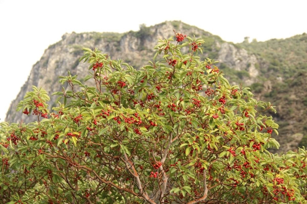 aydinin yani basinda bir doga harikasi kocak kanyonu 3 ubdfJE4k Aydın’ın yanı başında bir doğa harikası: “ Koçak Kanyonu “