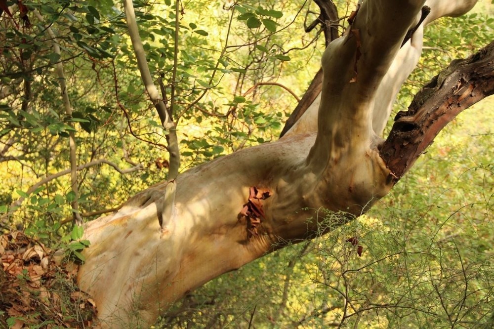 aydinin yani basinda bir doga harikasi kocak kanyonu 5 kOUQbfNR Aydın’ın yanı başında bir doğa harikası: “ Koçak Kanyonu “