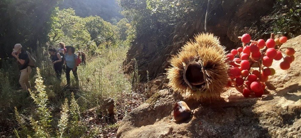 aydinin yani basinda bir doga harikasi kocak kanyonu 9 Zn6cWbX9 Aydın’ın yanı başında bir doğa harikası: “ Koçak Kanyonu “