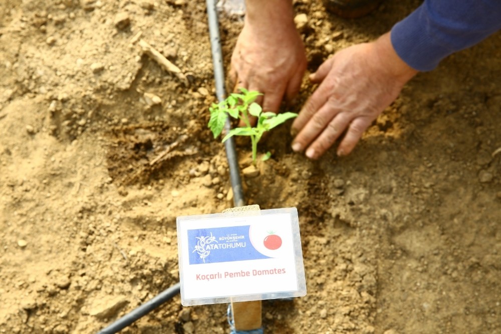 buyuksehir ata tohumlarini toprakla bulusturdu 1 TEeFHIXE Büyükşehir Ata tohumlarını toprakla buluşturdu