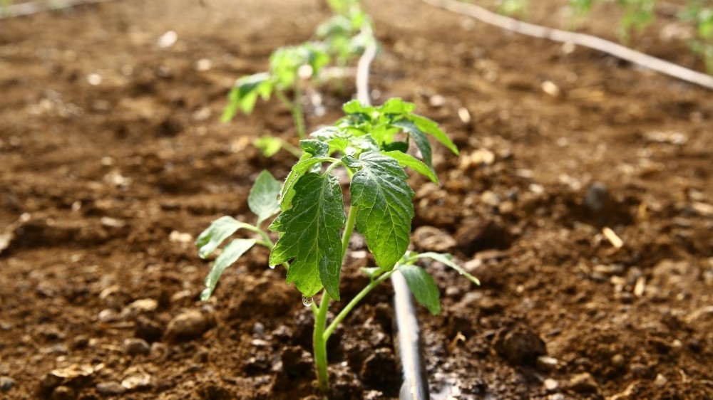 buyuksehir ata tohumlarini toprakla bulusturdu 2 PaVOY54V Büyükşehir Ata tohumlarını toprakla buluşturdu