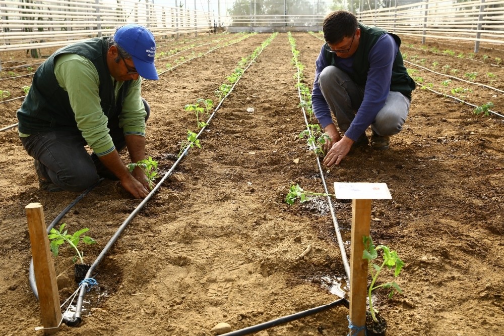 buyuksehir ata tohumlarini toprakla bulusturdu 3 OSuWUDjh Büyükşehir Ata tohumlarını toprakla buluşturdu