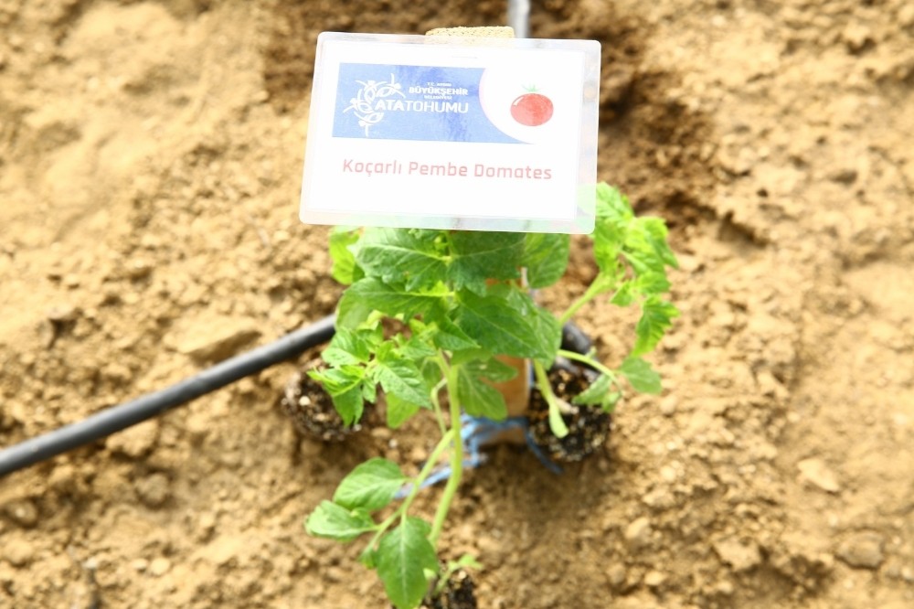 buyuksehir ata tohumlarini toprakla bulusturdu 4 N5ndZCBu Büyükşehir Ata tohumlarını toprakla buluşturdu