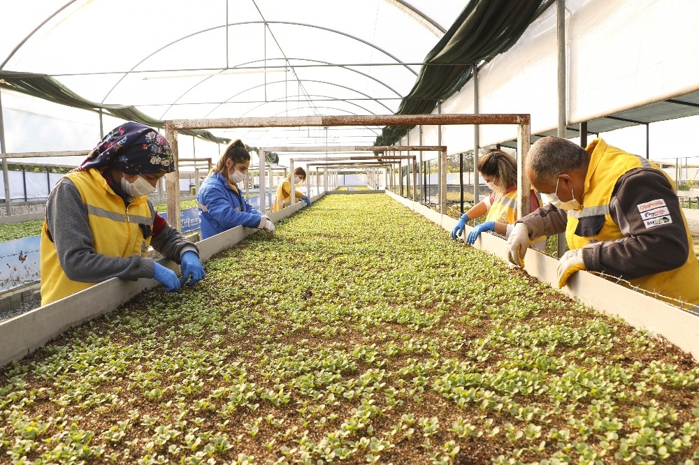buyuksehir kendi urettigi ciceklerle aydini renklendiriyor 2 9fpjB6DA Büyükşehir kendi ürettiği çiçeklerle Aydın’ı renklendiriyor