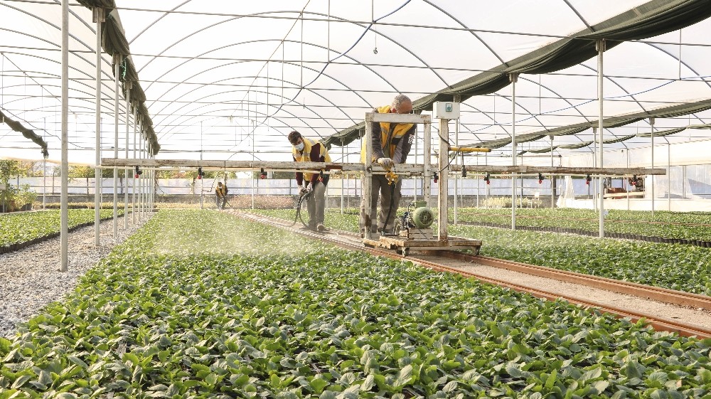 buyuksehir kendi urettigi ciceklerle aydini renklendiriyor 3 Büyükşehir kendi ürettiği çiçeklerle Aydın’ı renklendiriyor