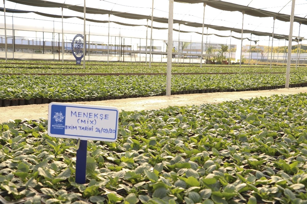 buyuksehir kendi urettigi ciceklerle aydini renklendiriyor 4 128kvZ9b Büyükşehir kendi ürettiği çiçeklerle Aydın’ı renklendiriyor