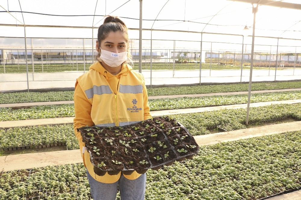 buyuksehir kendi urettigi ciceklerle aydini renklendiriyor 5 FBCSsfA1 Büyükşehir kendi ürettiği çiçeklerle Aydın’ı renklendiriyor