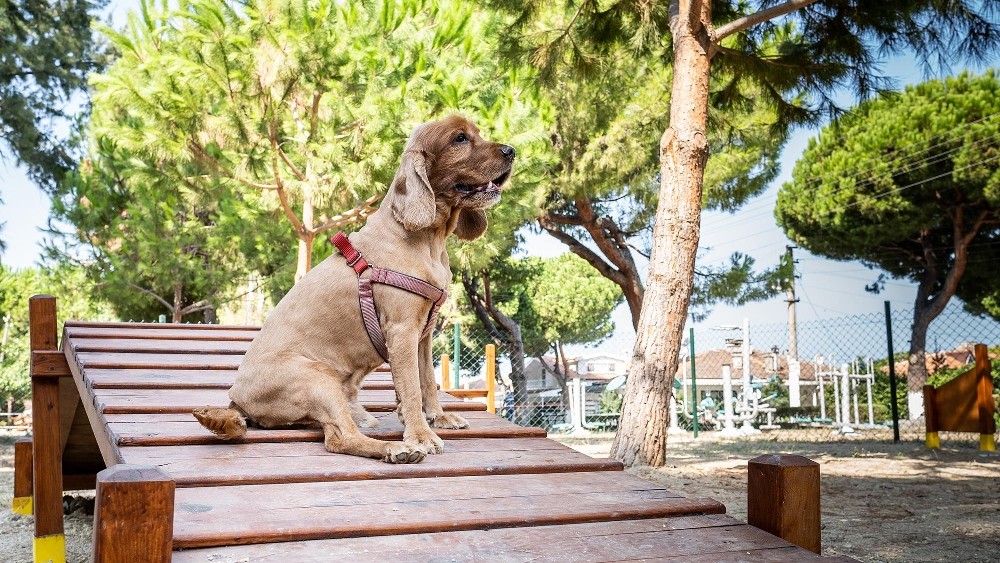 depremin kahraman kopegi bobun ismi kusadasinda parka verildi 2 Depremin kahraman köpeği Bob’un ismi Kuşadası’nda parka verildi