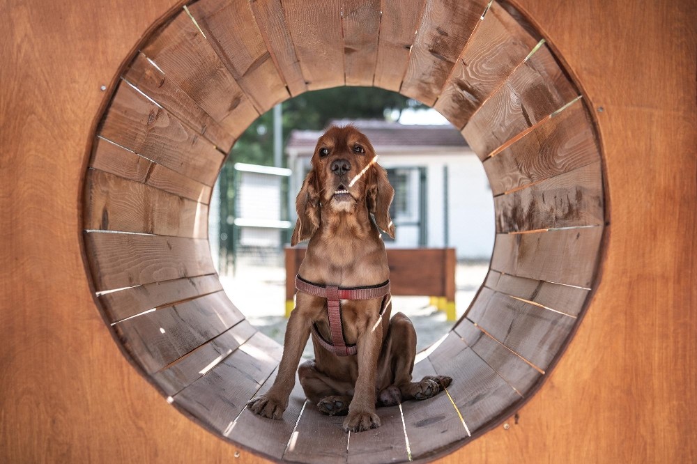 depremin kahraman kopegi bobun ismi kusadasinda parka verildi 3 Depremin kahraman köpeği Bob’un ismi Kuşadası’nda parka verildi