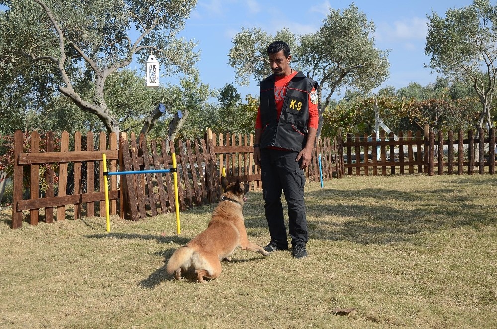 depremin kahraman kopegi bobun ismi kusadasinda parka verildi 4 jEyAEknH Depremin kahraman köpeği Bob’un ismi Kuşadası’nda parka verildi