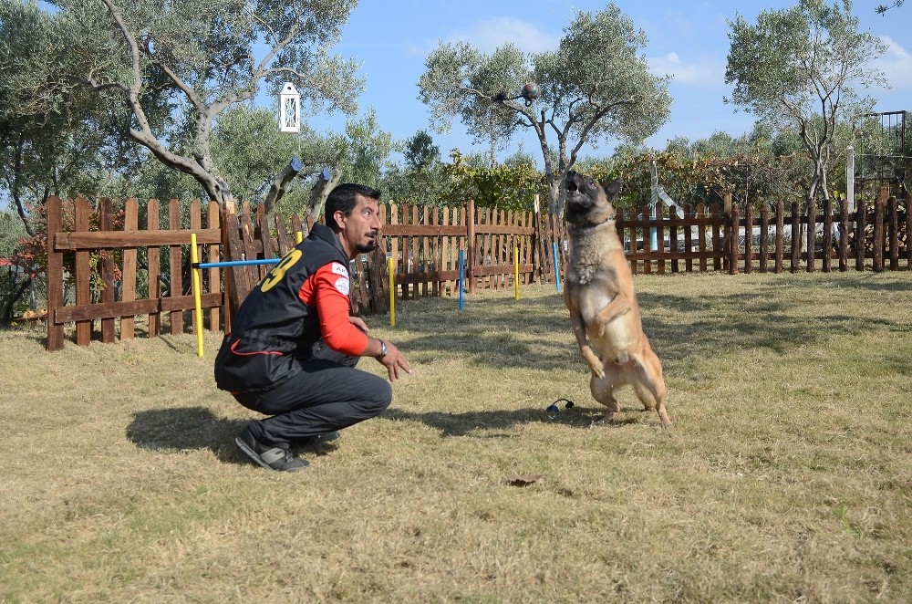 depremin kahraman kopegi bobun ismi kusadasinda parka verildi 5 Depremin kahraman köpeği Bob’un ismi Kuşadası’nda parka verildi