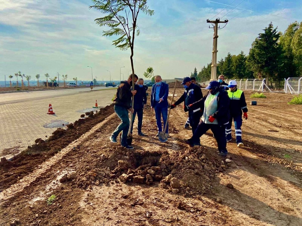 didim jakaranda agaclari ile guzellesiyor 3 9dcGKet5 Didim Jakaranda ağaçları ile güzelleşiyor