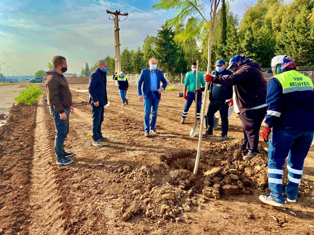 didim jakaranda agaclari ile guzellesiyor 4 Didim Jakaranda ağaçları ile güzelleşiyor