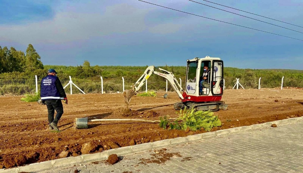 didim jakaranda agaclari ile guzellesiyor 5 dtl2ECeL Didim Jakaranda ağaçları ile güzelleşiyor