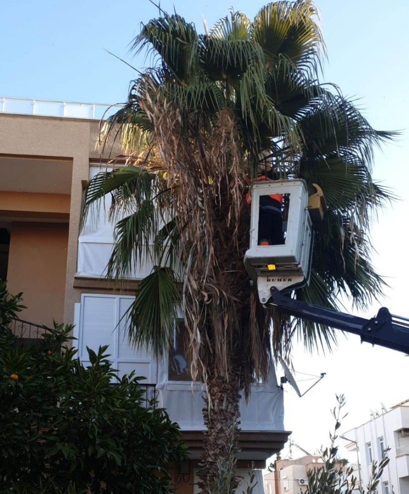 didimde park bahceler mudurlugu calismalarini surduruyor 5 IYFz2zwL Didim’de Park Bahçeler Müdürlüğü çalışmalarını sürdürüyor