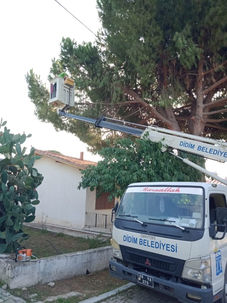 didimde parklarin bakimi devam ediyor 3 R27vEL6A Didim’de parkların bakımı devam ediyor