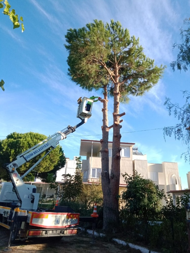 didimde yesil alan calismalari devam ediyor 3 Didim’de yeşil alan çalışmaları devam ediyor