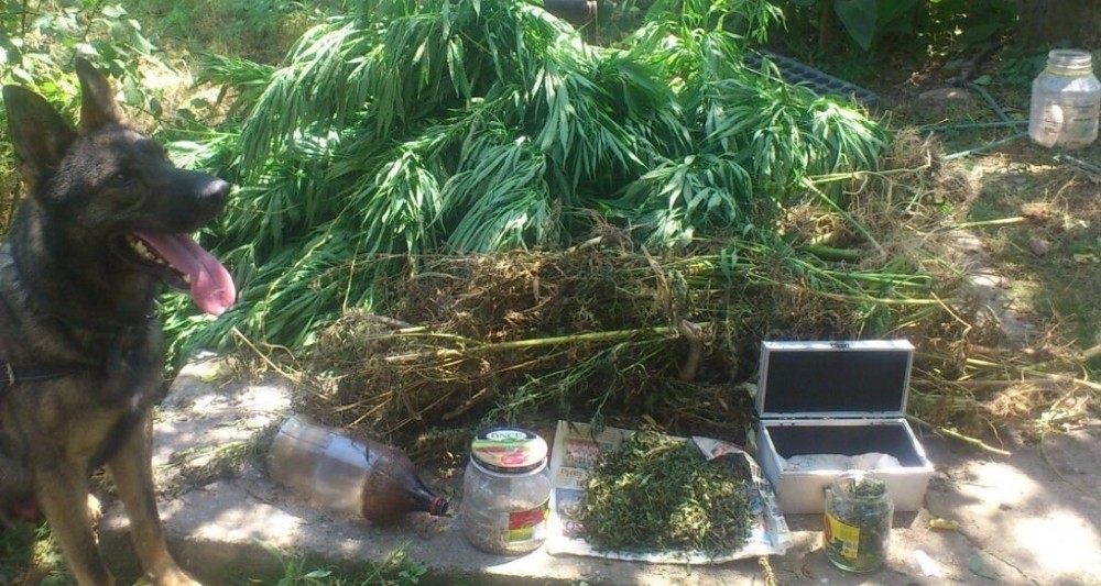 didimi zehirleyen sahis ve ormanda olusturdugu zehir tarlasi tespit edildi 2 1Wt2frqE Didim’i zehirleyen şahıs ve ormanda oluşturduğu zehir tarlası tespit edildi