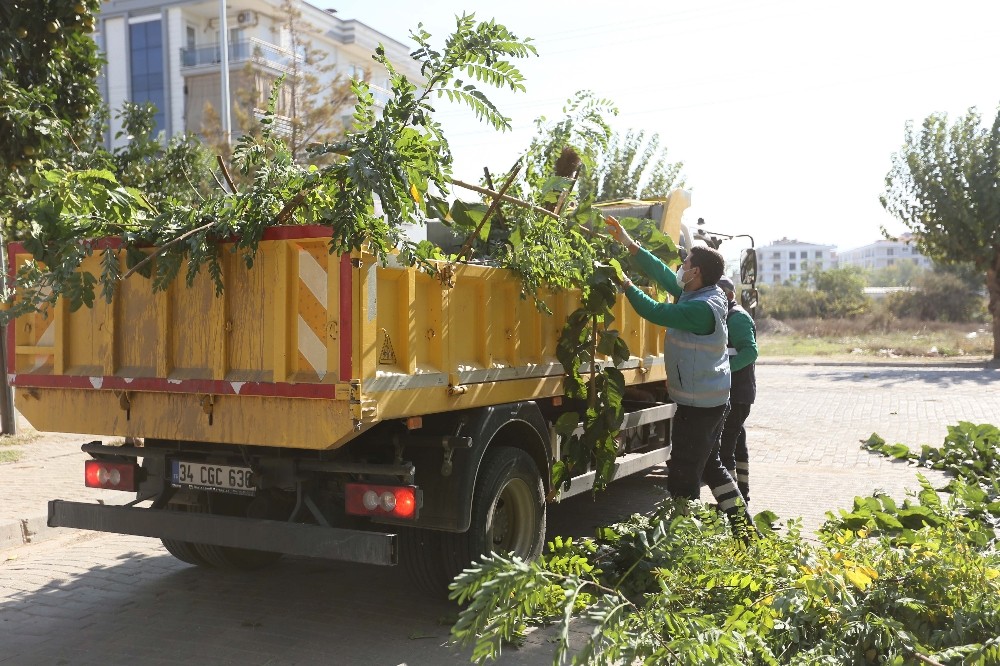 efeler belediyesi kentteki agaclari buduyor 1 Efeler Belediyesi kentteki ağaçları buduyor