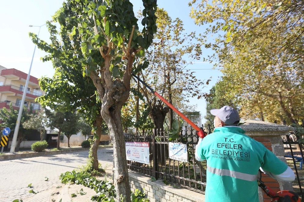 efeler belediyesi kentteki agaclari buduyor 2 A7K2zCPs Efeler Belediyesi kentteki ağaçları buduyor