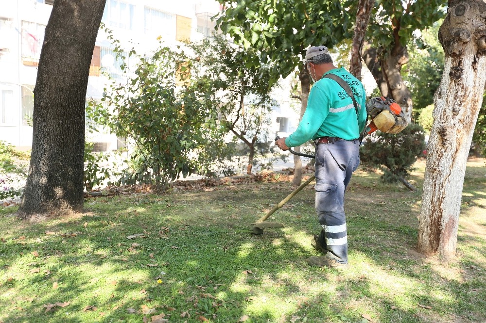 efeler belediyesi kentteki agaclari buduyor 3 MFXPwEtn Efeler Belediyesi kentteki ağaçları buduyor