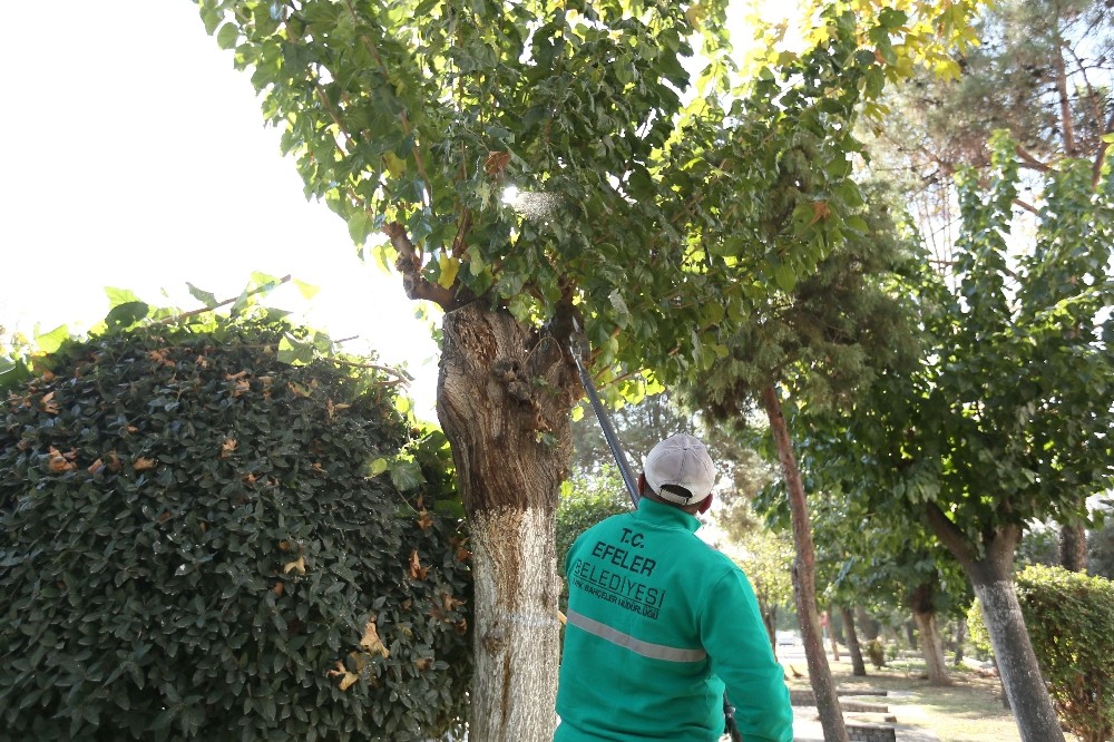 efeler belediyesi kentteki agaclari buduyor 4 n27Sf42L Efeler Belediyesi kentteki ağaçları buduyor