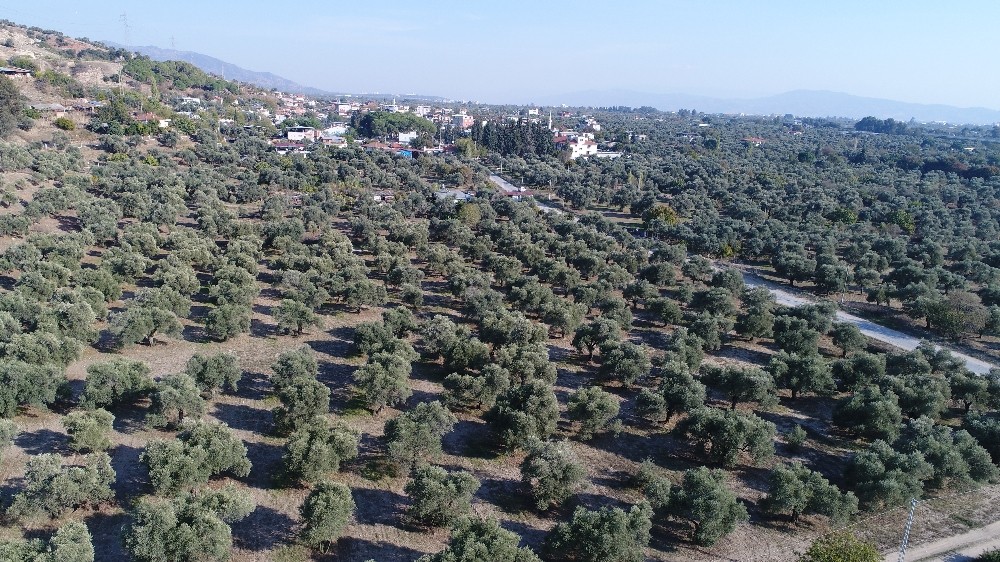 efeler ziraat odasi baskani kendirlioglu 2020 hem zeytinin hem de ureticisinin yok yili oldu 1 e8NNfUje Efeler Ziraat Odası Başkanı Kendirlioğlu; "2020 hem zeytinin hem de üreticisinin ’yok yılı’ oldu"