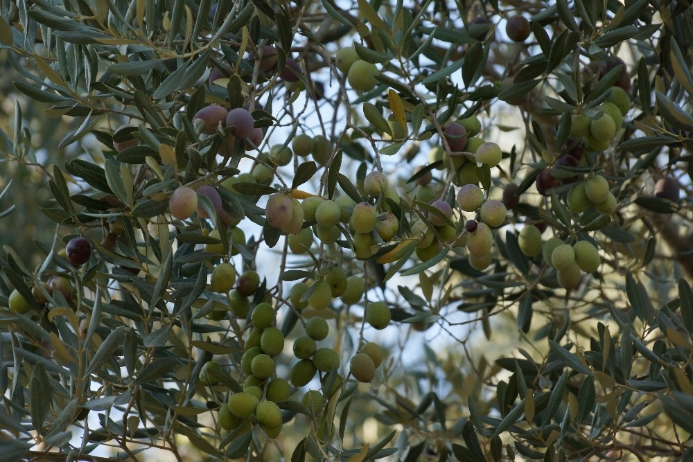 efeler ziraat odasi baskani kendirlioglu 2020 hem zeytinin hem de ureticisinin yok yili oldu 2 JPrYNSan Efeler Ziraat Odası Başkanı Kendirlioğlu; "2020 hem zeytinin hem de üreticisinin ’yok yılı’ oldu"