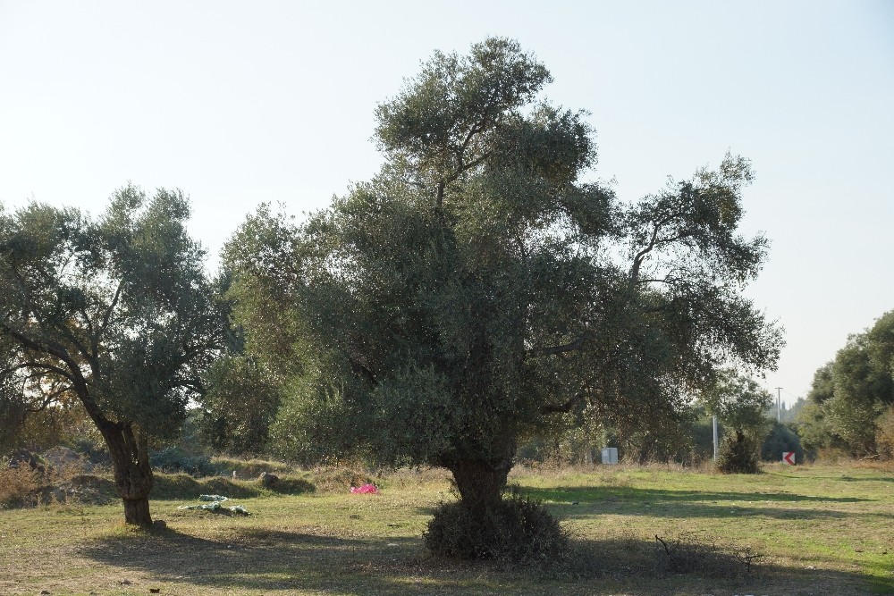 efeler ziraat odasi baskani kendirlioglu 2020 hem zeytinin hem de ureticisinin yok yili oldu 3 rLWPc5Mc Efeler Ziraat Odası Başkanı Kendirlioğlu; "2020 hem zeytinin hem de üreticisinin ’yok yılı’ oldu"