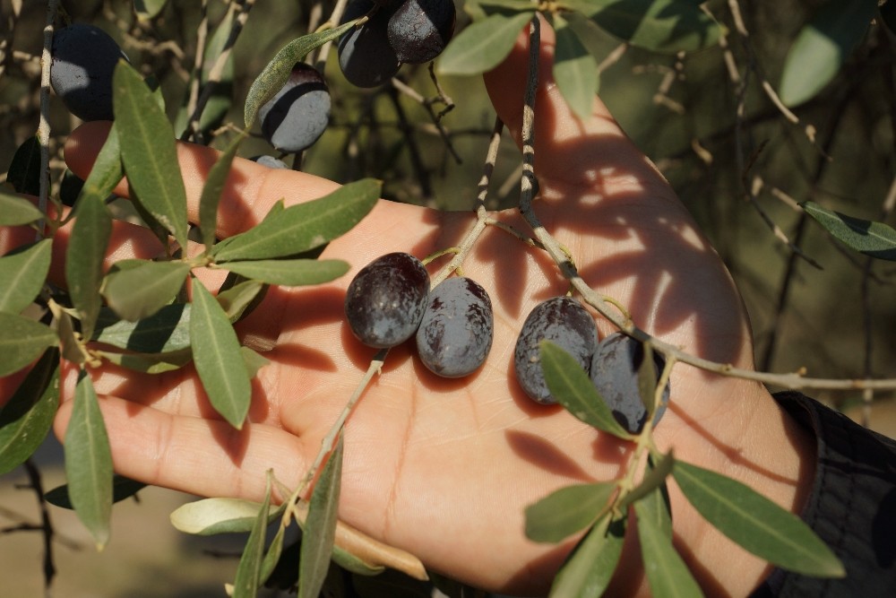 efeler ziraat odasi baskani kendirlioglu 2020 hem zeytinin hem de ureticisinin yok yili oldu 4 E3z2iLNn Efeler Ziraat Odası Başkanı Kendirlioğlu; "2020 hem zeytinin hem de üreticisinin ’yok yılı’ oldu"